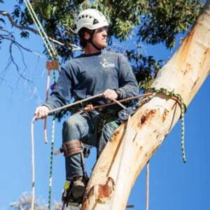 tree care san diego