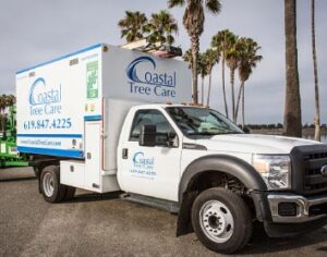 Tree Moving Company San Diego