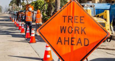 Tree Care by ISA-Certified Arborists