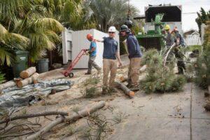 Tree Care by ISA-Certified Arborists