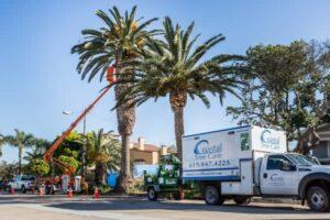 palm tree care