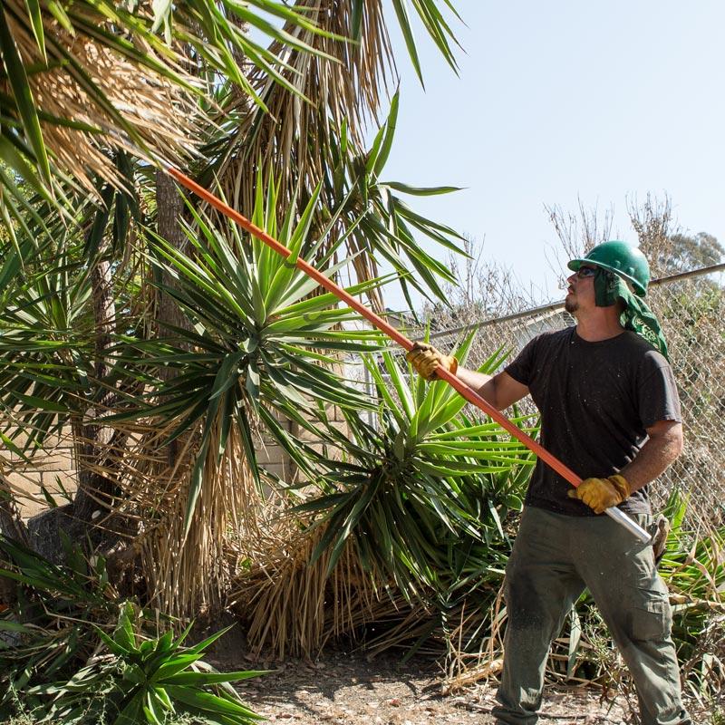 Arborist San Diego