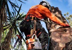 tree removal
