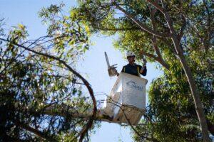 tree service