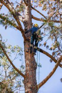 large tree care