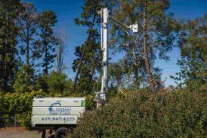 tree care san diego