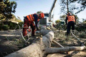 tree removal