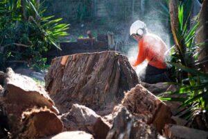 stump grinding companies