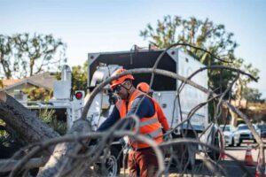 tree clearing services