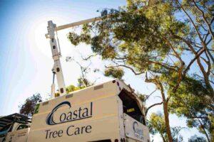 tree health care service