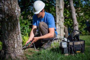 tree care maintenance