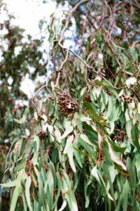 tree health