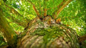 San Diego Tree Care and Arborist Services