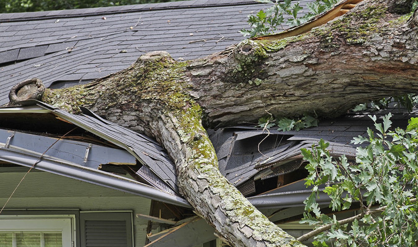 blog-image-tree-damage-to-house-san-diego-arborist