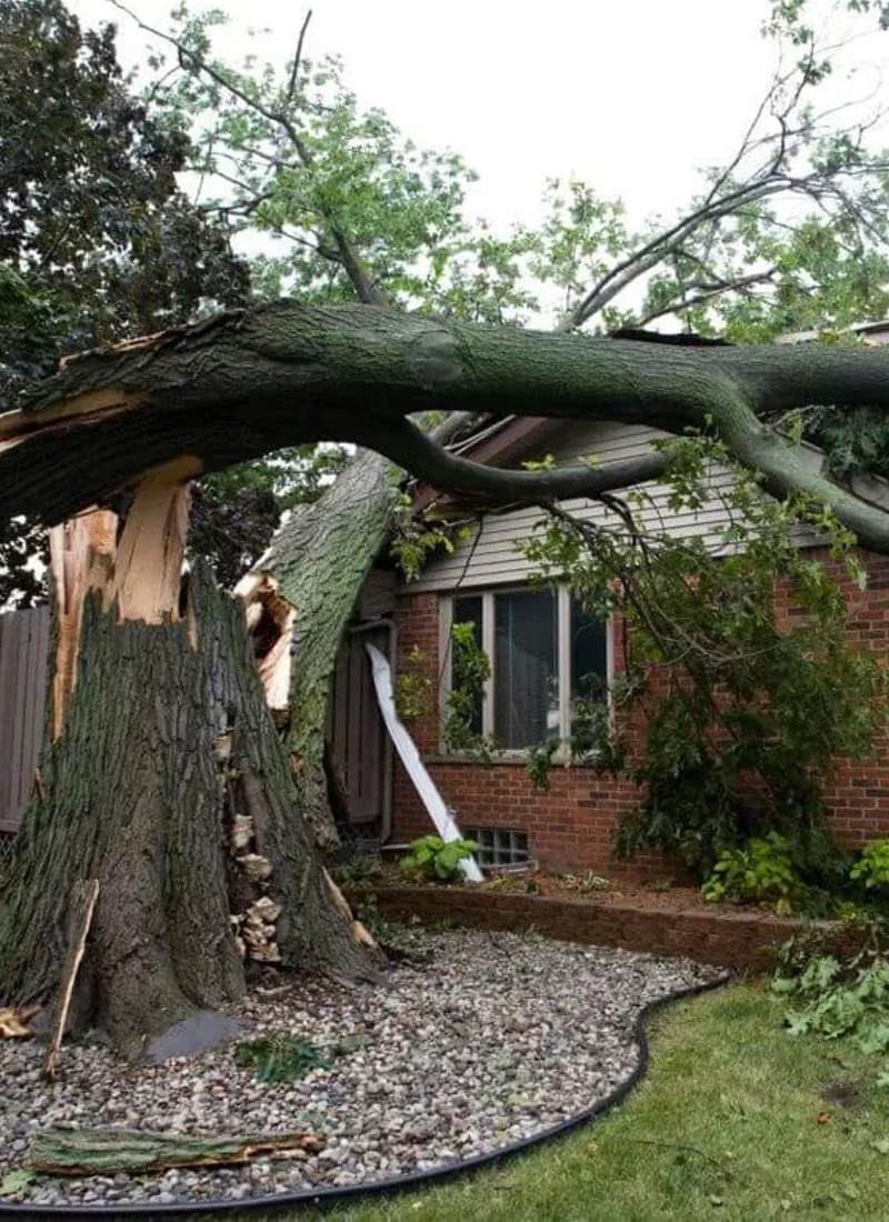 tree-damage-home-san-diego-arborist