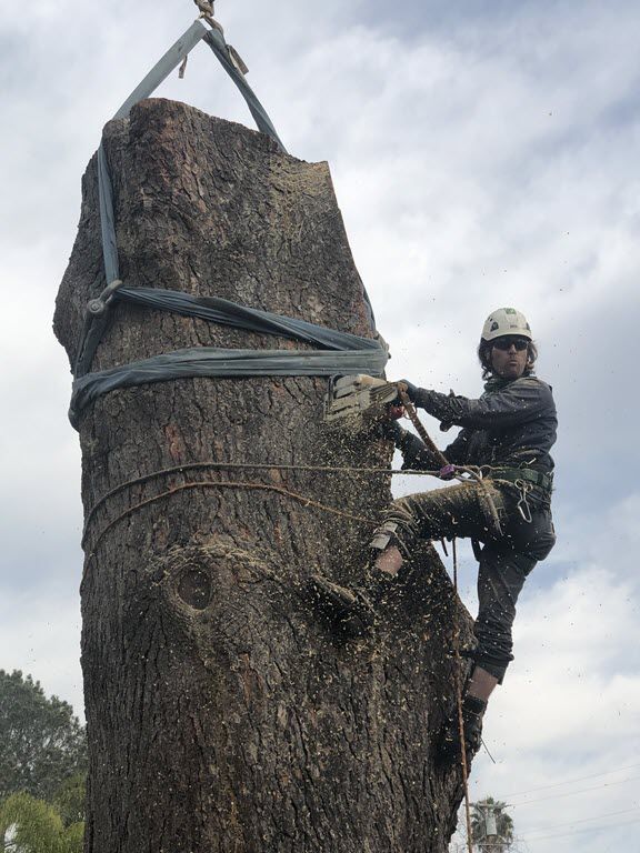 professional-tree-removal-arborist-san-diego