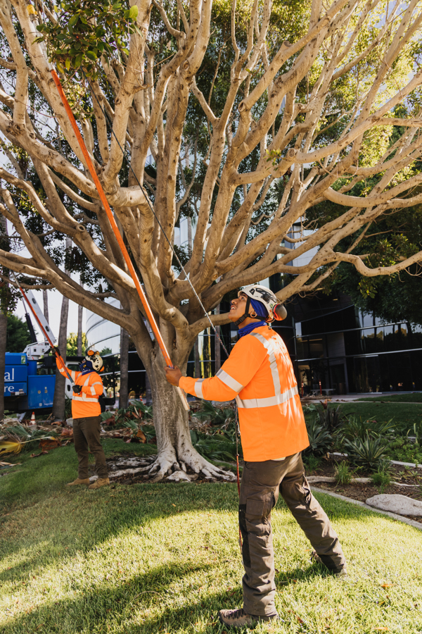 Experienced Tree Removal Service, San Diego Area Call 2145448733