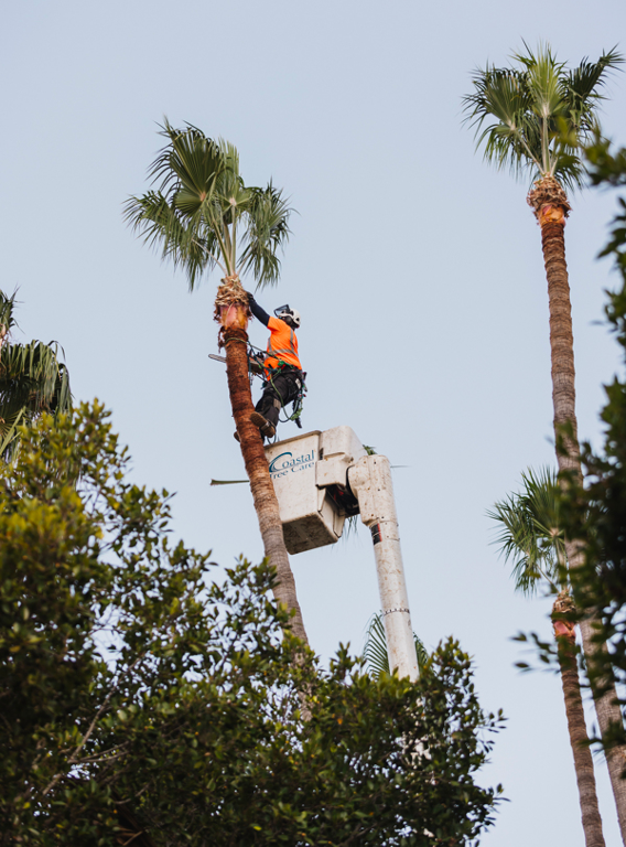 how to choose best arborist in san diego for professional tree care-tree-care-arborist-rancho-coastal-tree-pruning-service-san-diego-vista-encinitas-rancho-santa-fe