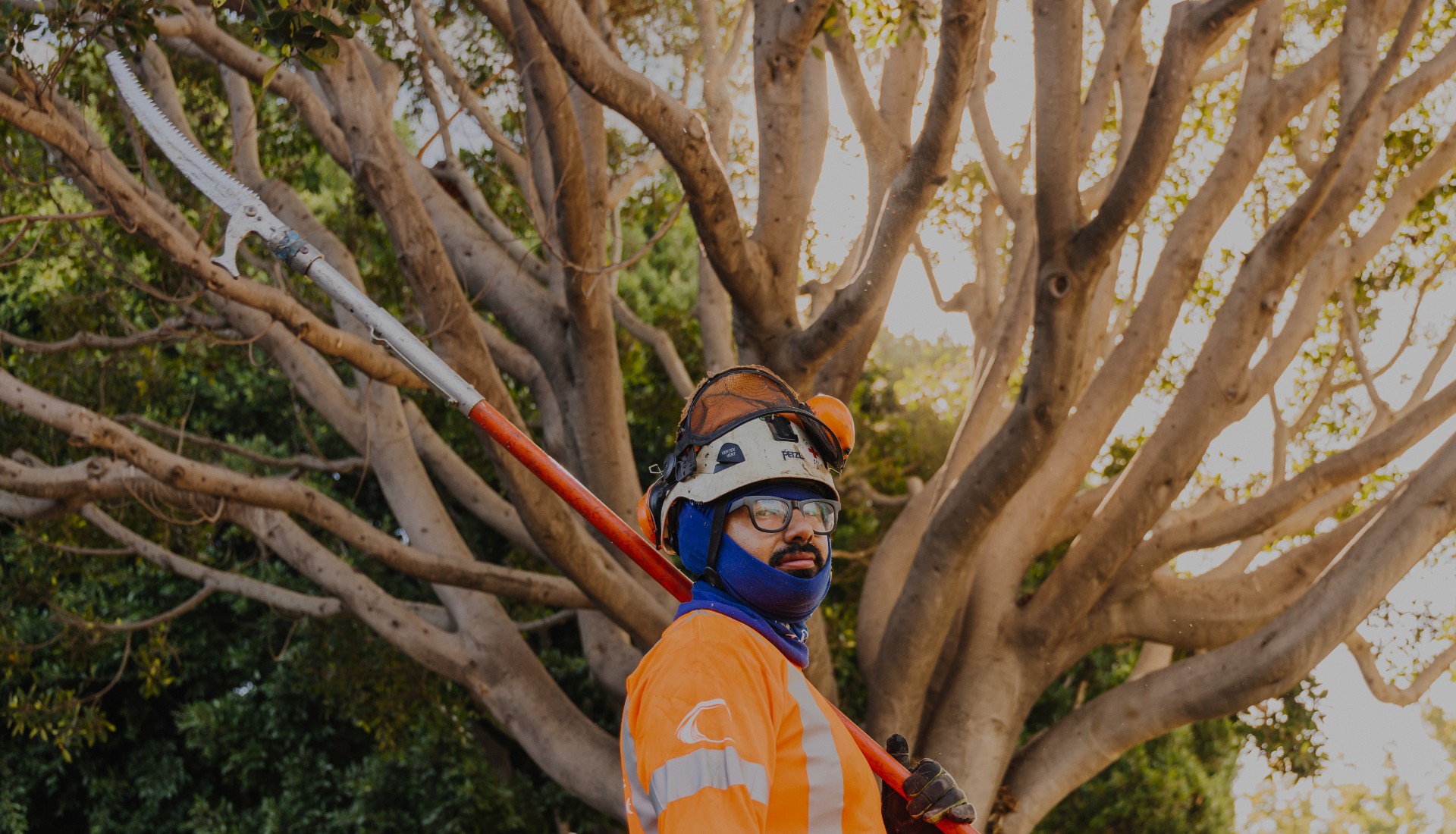 Skilled Tree Pruning Services from Our Team of Expert Arborists