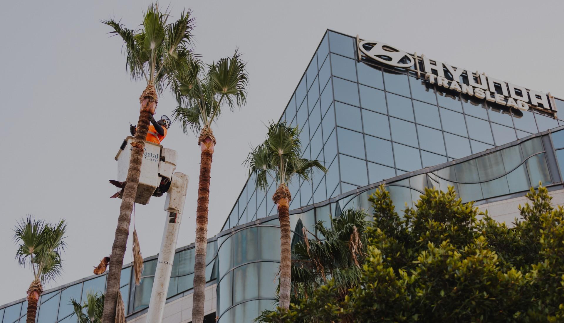 Arborist San Diego