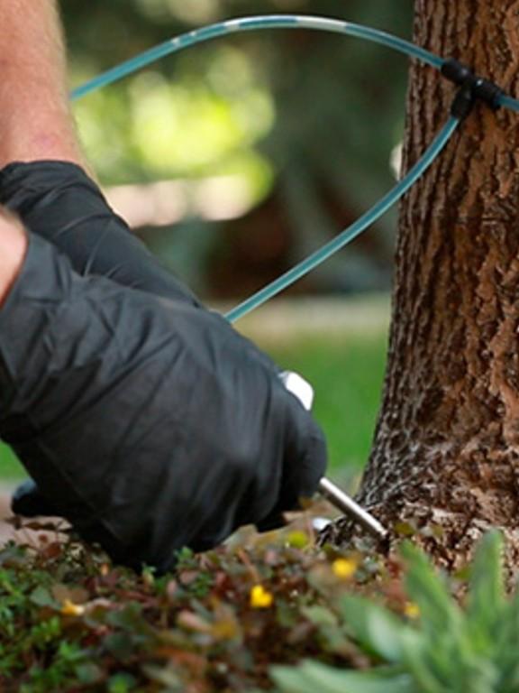 san-diego-professional-tree-disease-pest-control-tree-care-arborist-rancho-coastal-tree-pruning-service-san-diego-vista-encinitas-rancho-santa-fe