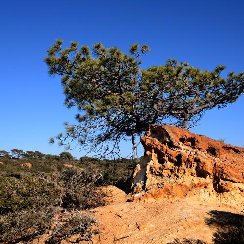 torrey-pine-tree-care-arborist-rancho-coastal-tree-pruning-service-san-diego-vista-encinitas-rancho-santa-fe
