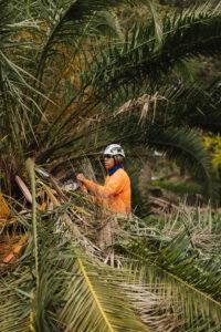 tree-care-project-gallery-arborist-san-diego-vista-encinitas-rancho-santa-fe
