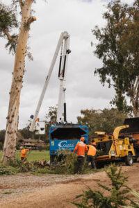 tree-care-project-gallery-arborist-san-diego-vista-encinitas-rancho-santa-fe