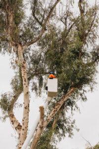tree-care-project-gallery-arborist-san-diego-vista-encinitas-rancho-santa-fe