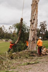 tree-care-project-gallery-arborist-san-diego-vista-encinitas-rancho-santa-fe