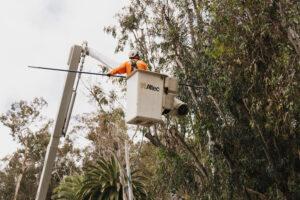 tree-care-project-gallery-arborist-san-diego-vista-encinitas-rancho-santa-fe