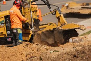 tree-care-project-gallery-arborist-san-diego-vista-encinitas-rancho-santa-fe