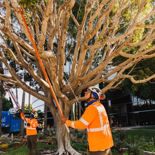 crown-cleaning-tree-pruning-service-san-diego-vista-encinitas-rancho-santa-fe