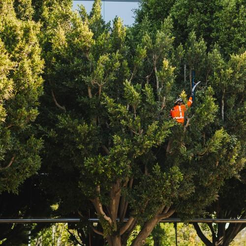 crown-reduction-tree-pruning-service-san-diego-vista-encinitas-rancho-santa-fe