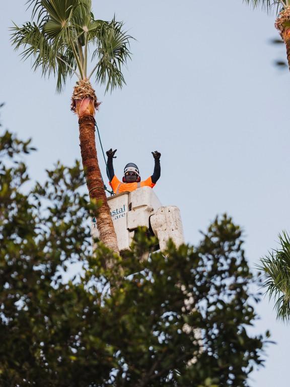 tree-care-careers-san-diego-arborists-ranch-coastal-vista-encinitas-rancho-santa-fe