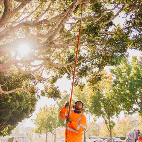 tree-pruning-service-san-diego-vista-encinitas-rancho-santa-fe-professional-arborist-rancho-coastal