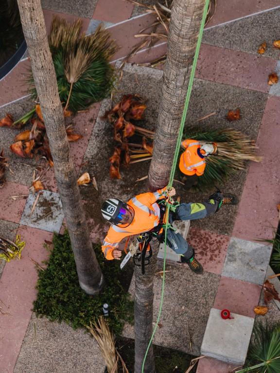 why-hire-certified-arborist-san-diego-vista-encinitas-rancho-santa-fe-tree-care